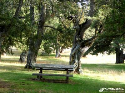 Enebral y Ermita Hornuez;Villa Maderuelo;madeira senderismo sierradegredos ruta por cuenca integral 